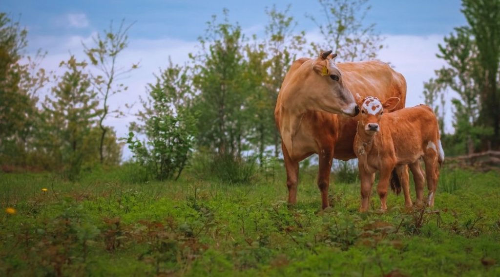 Klasik Doğu Karadeniz Turu